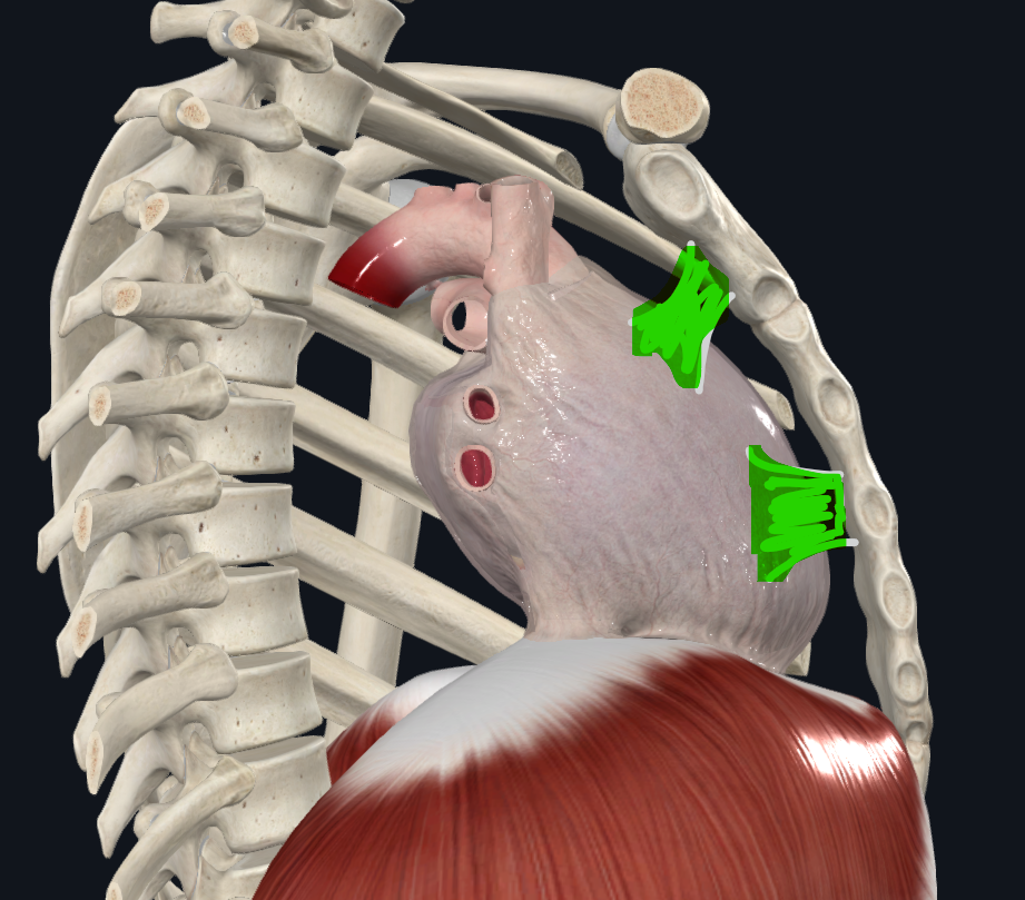 <p>Ligamento que conecta el pericardio con el esternón</p><ul><li><p>Superior e inferior</p></li></ul><p></p>