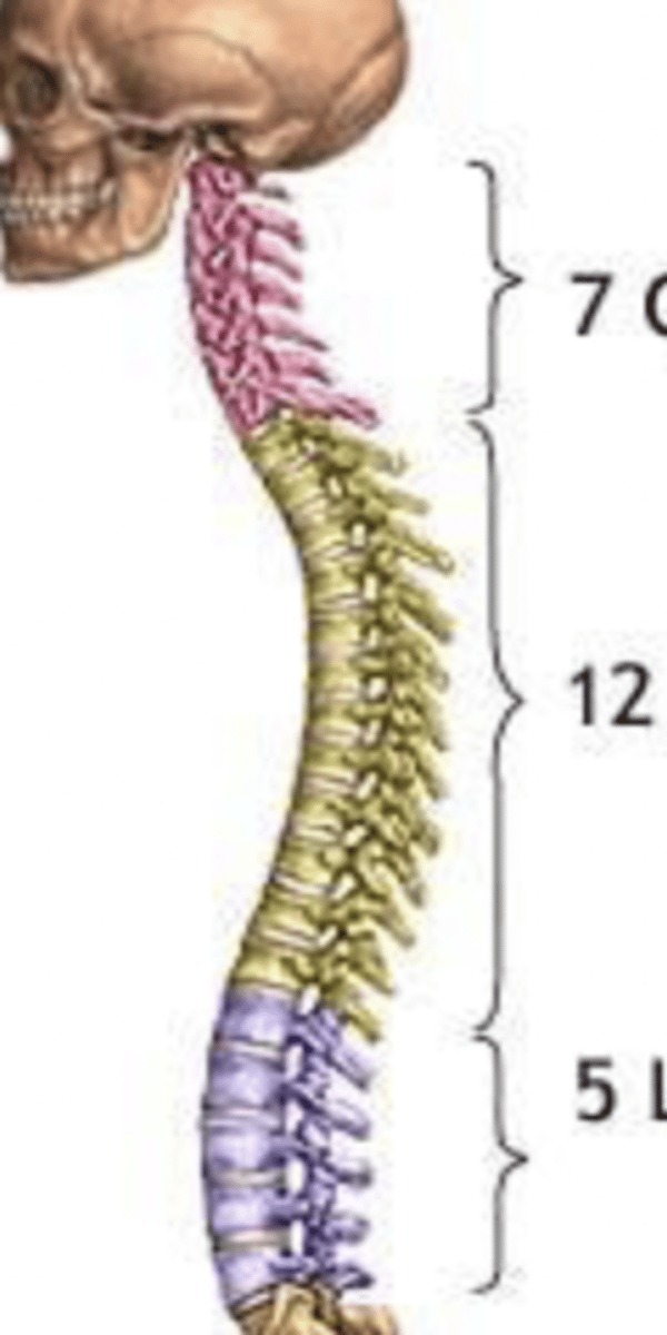 <p>7 cervical vertebrae</p><p>12 thoracic vertebrae</p><p>5 lumbar vertebrae</p>