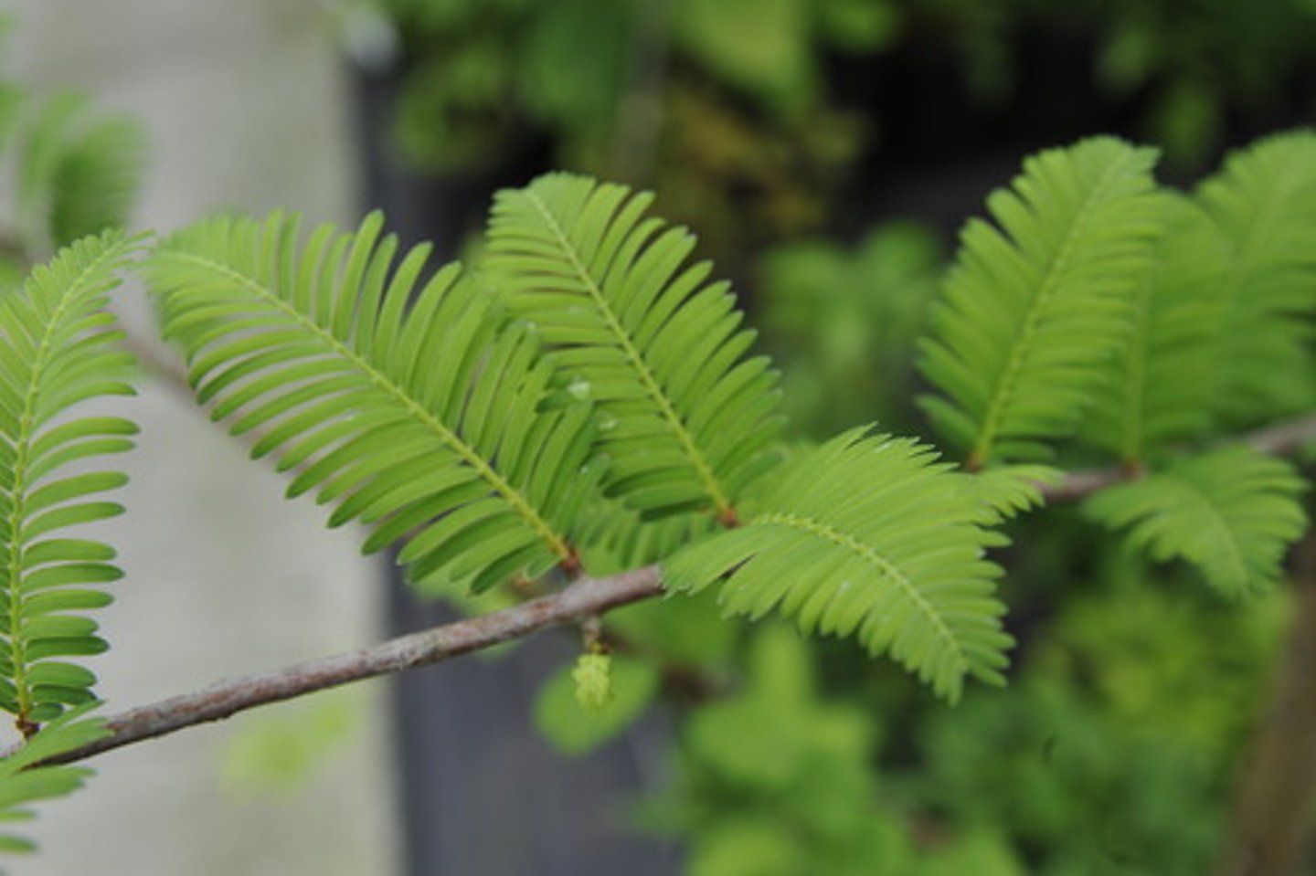 <p>Dawn Redwood</p>