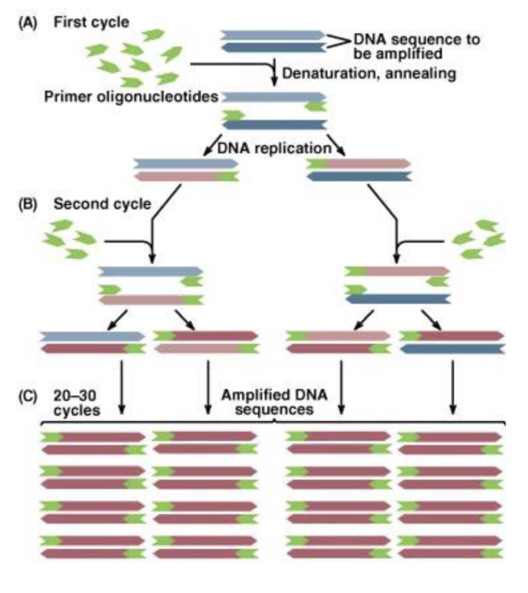 <p>doubles amount of DNA each cycle —&gt; cycles of polymerization must repeat to amplify DNA </p>