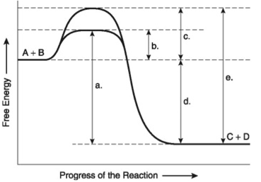 <p>Figure 6.4 illustrates various aspects of the free-energy change (∆G) for the reaction A+B <span>→</span> C+D. Which of the following changes in free-energy represents the overall ∆G for the reaction?</p>