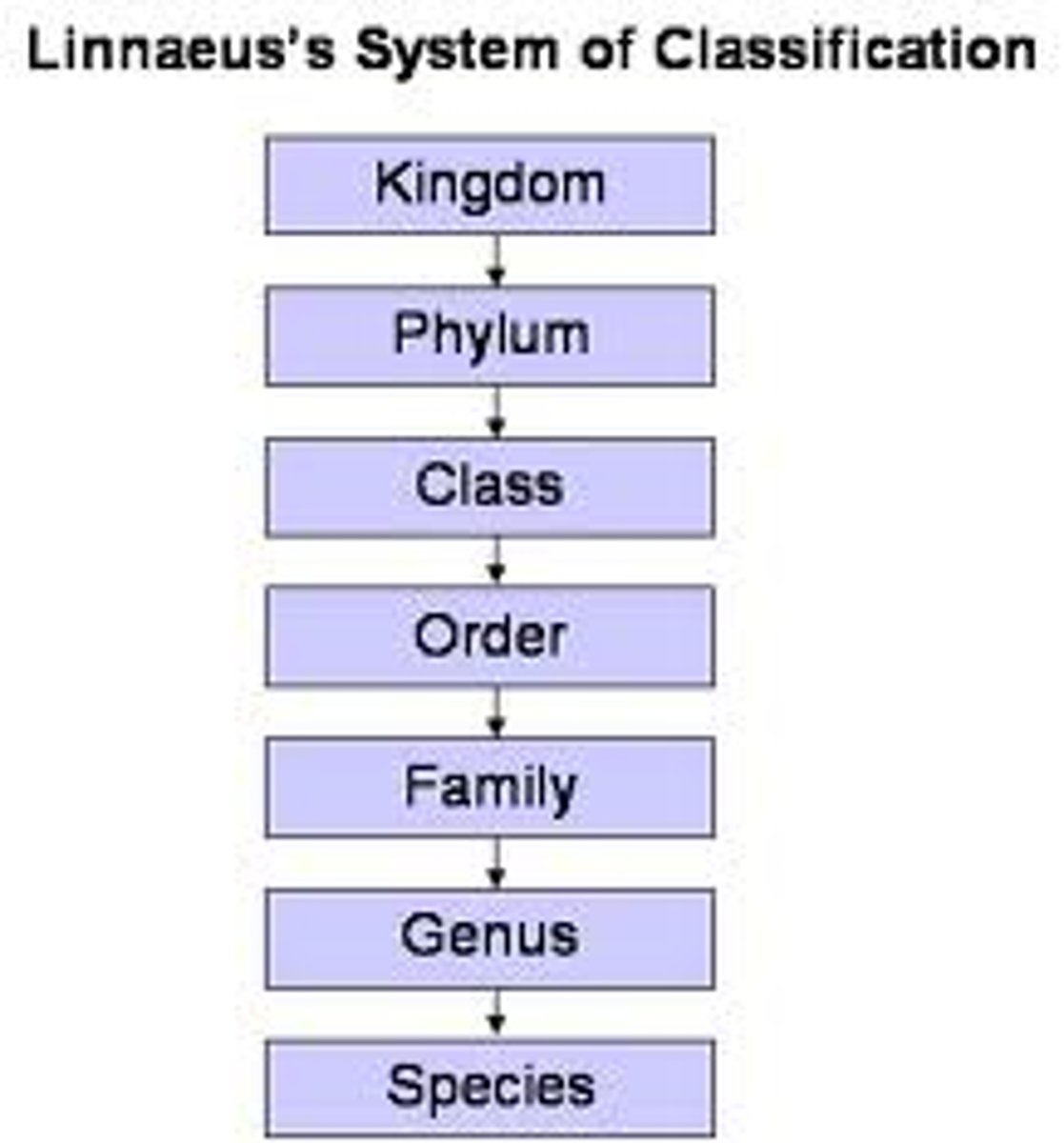 <p>classification</p>