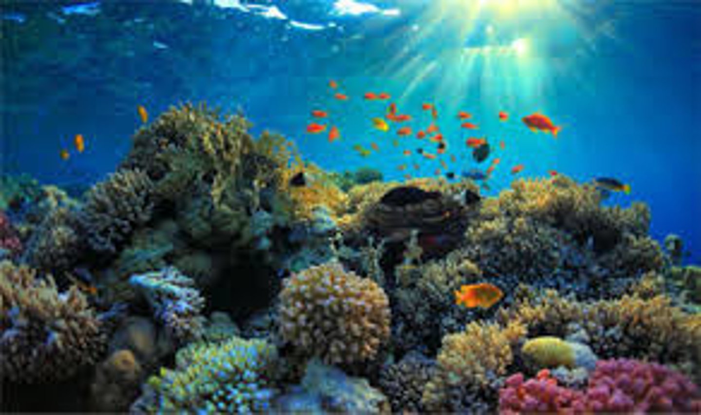 <p>Shallow, warm, ocean biome featuring the symbiotic relationship between coral and algae. Coral supply the calcium-carbonate reef for algae to live in, as well as nutrients and CO2. The algae use nutrients and CO2 for photosynthesis and release sugar for the coral to use as energy.</p>