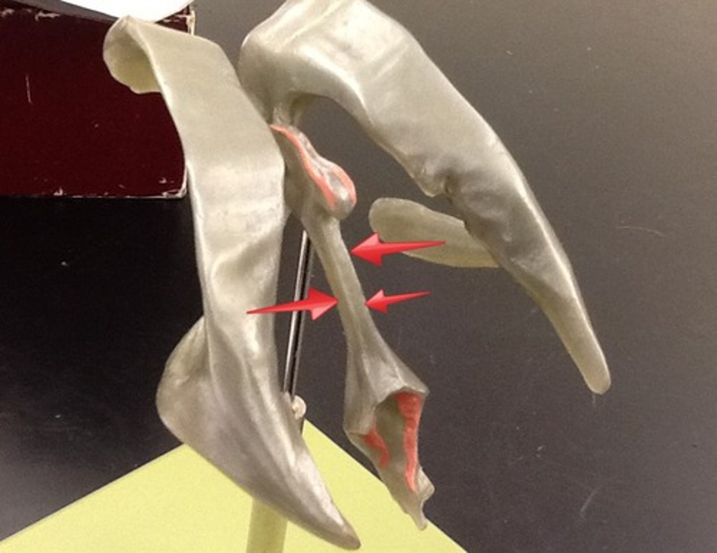 knowt flashcard image