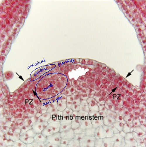 <p>gives rise to vascular system; central ground system </p>