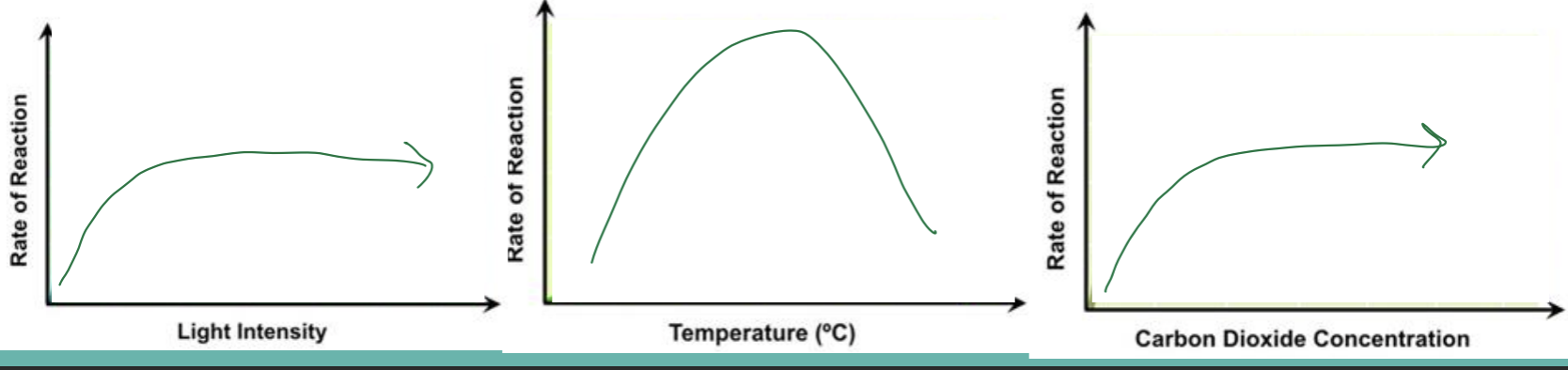 <p><strong><u>Temperature [1]</u></strong></p><ul><li><p><strong>increase = More frequent and collisions between enzymes and substrate</strong> [1]</p></li><li><p>past an optimal point, enzyme will denature [1] expain more</p></li></ul><p><strong><u>Light intensity [1]</u></strong></p><ul><li><p><strong>increase = photosynthetic pigments will absorb more light = photosynthetic rate to increase</strong> [2]</p></li><li><p>eventually pigments will be <strong>saturated </strong>with light and <strong>photosynthetic rate will plateau [1]</strong></p></li></ul><p><strong><u>CO2 concentration [1]</u></strong></p><ul><li><p>increase = <strong>photosynthetic rate will increase </strong>bc more <strong>molecules to convert to organic molecules [2]</strong></p></li><li><p><strong>At a certain point, all enzymes will be fully saturated and the rate will plateau [1]</strong></p><p></p></li></ul><p></p>