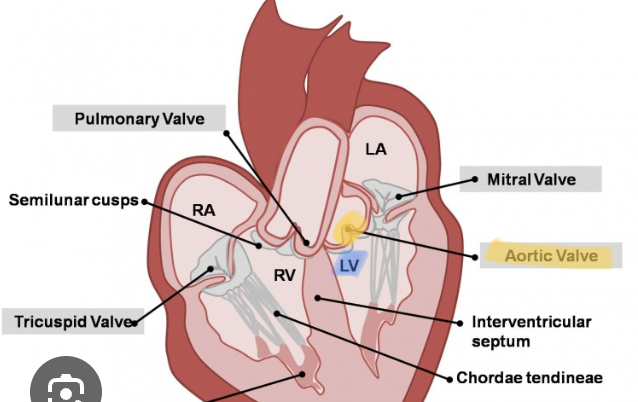 <p>A) Higher pressure in the aorta than in the ventricle</p>