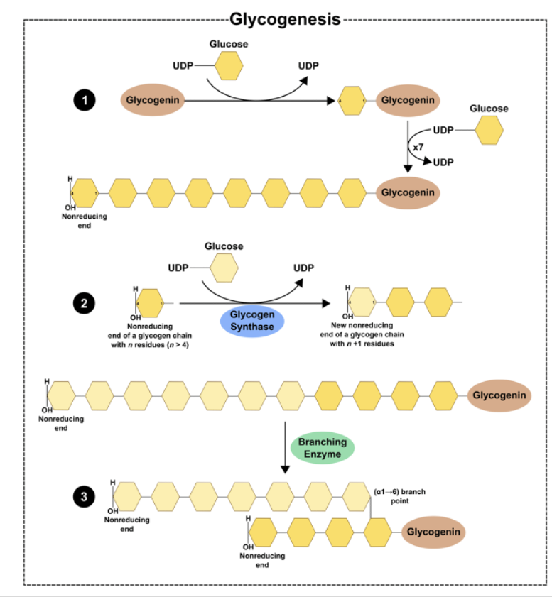 <p><span>Glycogen Synthesis: Elongation and Branching*</span></p>