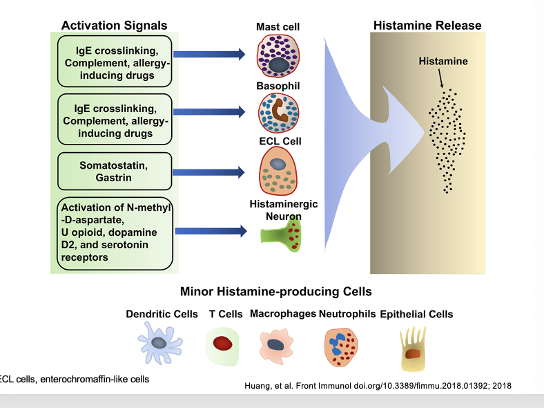 <p>activation signals → cells → histamine release</p><ul><li><p>IgE crosslinking (allergen binding to IgE antibodies), complement, allergy-inducing drugs → mast cell → histamine release</p></li><li><p>IgE crosslinking, complement, allergy-inducing drugs → basophil → histamine release</p></li><li><p>somatostatin, gastrin → ECL cell → histamine release</p></li><li><p>activation of N-methyl-D-aspartate, U opioid, dopamine D2, and serotonin receptors → histaminergic neuron → histamine release</p></li></ul><p></p><p>minor histamine-producing cells</p><ul><li><p>dendritic cells</p></li><li><p>T cells</p></li><li><p>macrophages</p></li><li><p>neutrophils</p></li><li><p>epithelial cells</p></li></ul><p></p>