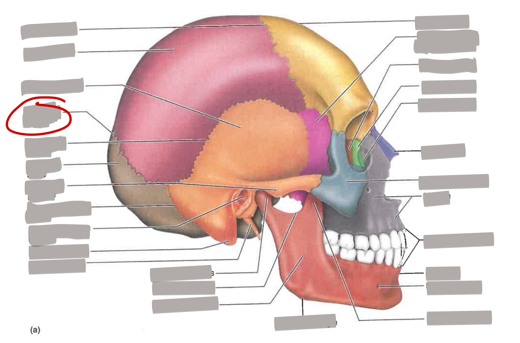 term image