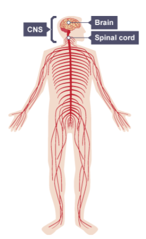 <ul><li><p>Central nervous system (CNS)</p></li><li><p>Peripheral nervous system</p></li></ul><p></p>