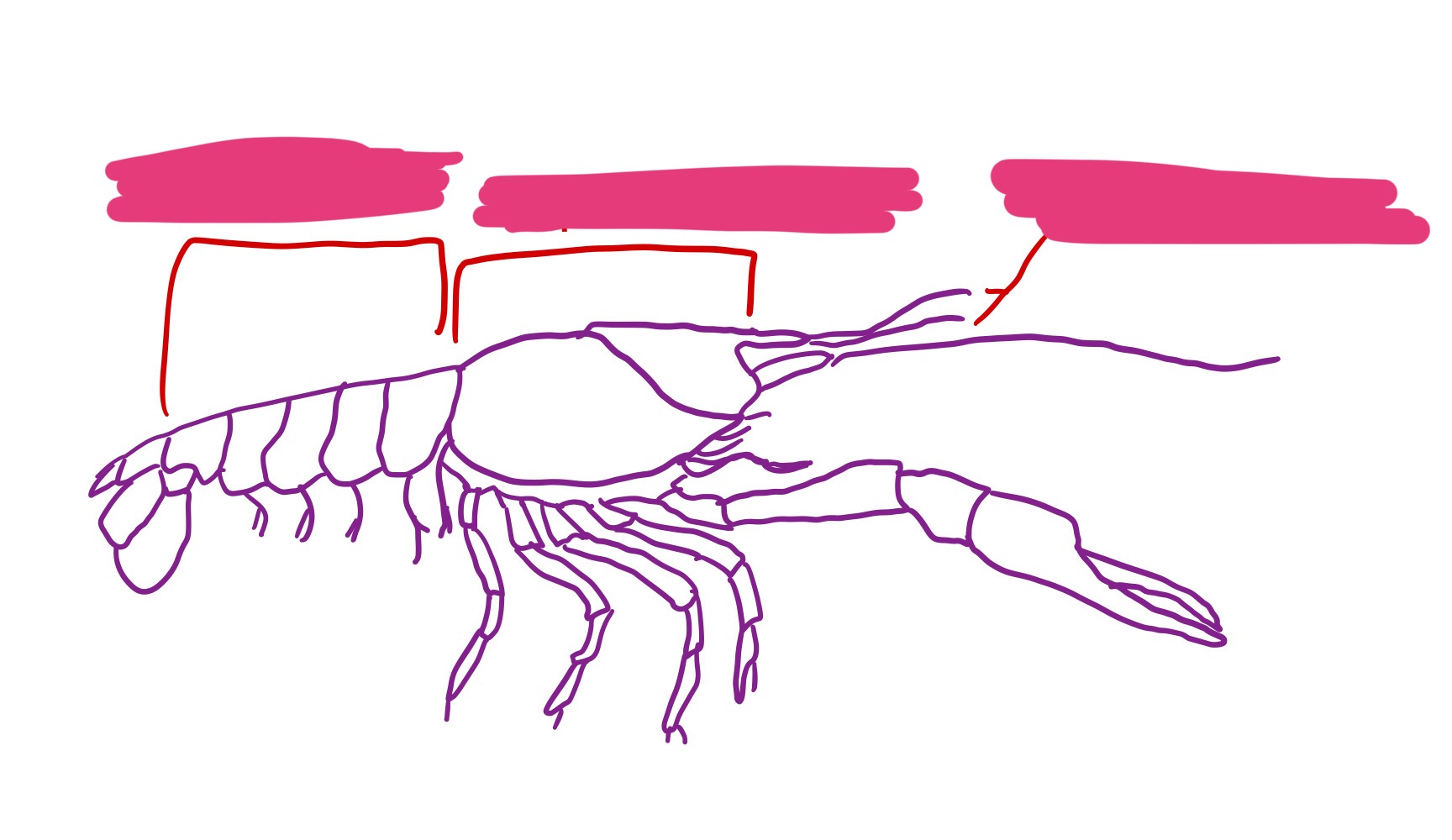 <p>Label + Identify (Grouping(s), Phylum, Subphylum, Class, Order)</p>