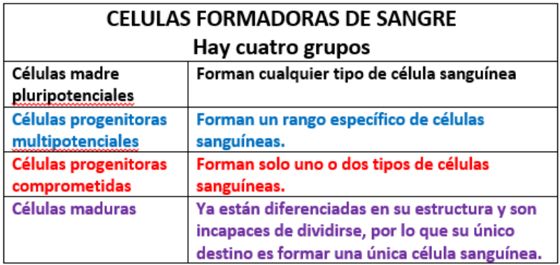 <ul><li><p>Células multipotenciales: Linfoide multipotencial (Linfocitos T y B) y mieloide multipotencia (entroide, granulocito, eosinófila, basófila y megacariocítica)</p></li></ul>