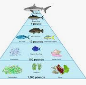 <p>What percent of energy is lost on the energy pyramid</p>