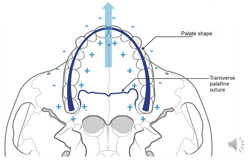 <p>outline the growth of the maxilla </p>