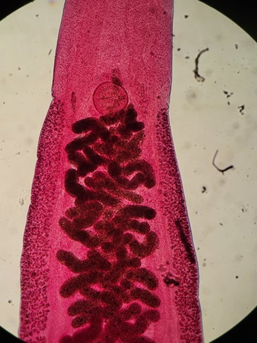 <p>Identify taxonomy</p>