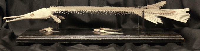 <p>Fully Ossified Skeleton<br>• Not entirely a new feature (Sarcopterygians also partly ossified)<br>• But calcified skeletons are retained<br>in most derived fishes beginning<br>with the Neopterygians</p>