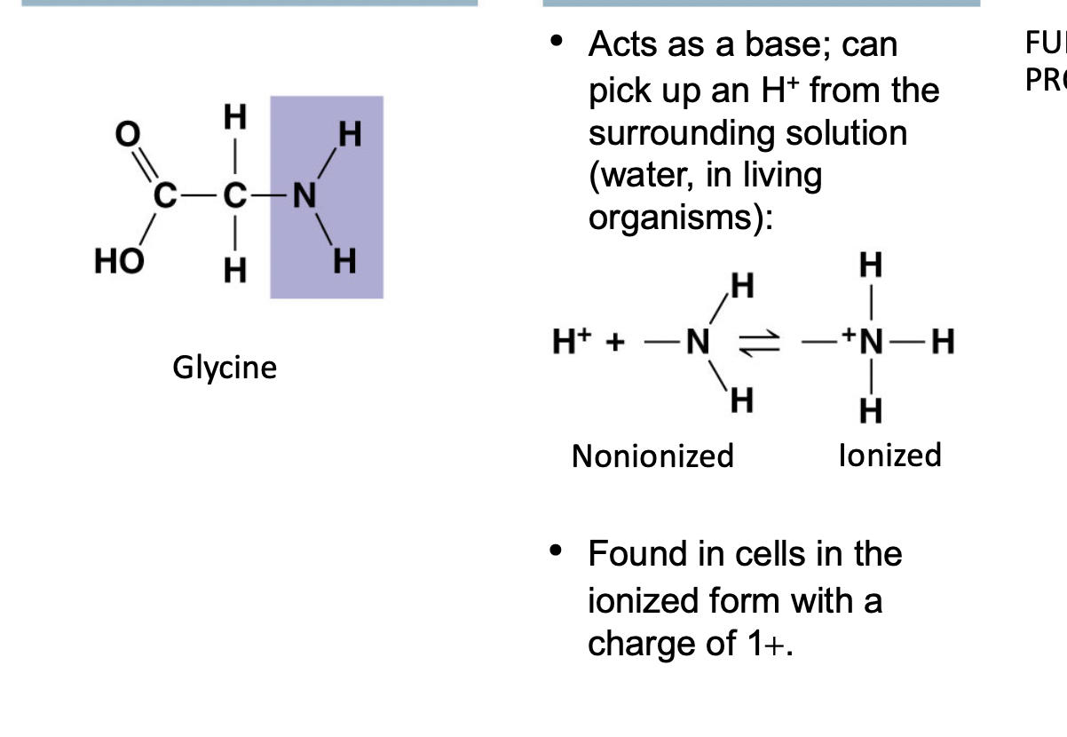 <p><mark data-color="blue">Acts as a base (+) charged</mark></p><ul><li><p>Found in cells in ionized form</p></li><li><p>Amino acids have a <mark data-color="red">carboxyl  group</mark> and an <mark data-color="green">amino group</mark></p></li></ul>