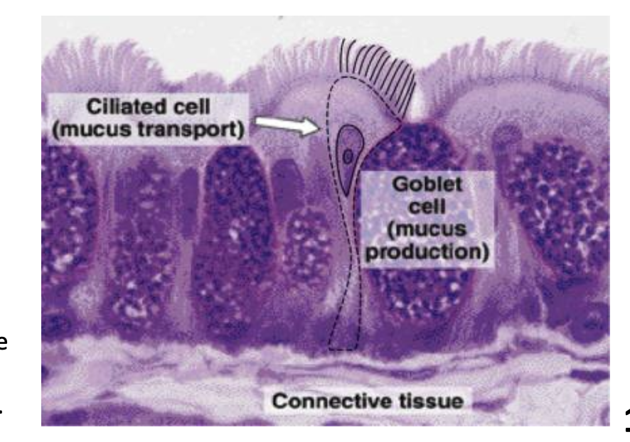 <p><strong><mark data-color="#ffffff" style="background-color: #ffffff; color: inherit">Mucous membrane line</mark></strong><mark data-color="#ffffff" style="background-color: #ffffff; color: inherit"> the entire gastrointestinal (GI), respiratory and genitourinary tracts </mark></p><p>Goblet cells ( type of epithelial cell) secretes mucus, slightly viscous fluid composed of glycoproteins </p><p>Around orifices there’s a <strong>Mucous membrane </strong><mark data-color="purple" style="background-color: purple; color: inherit">secretes mucous </mark><strong><mark data-color="purple" style="background-color: purple; color: inherit"> </mark><mark data-color="#ffffff" style="background-color: #ffffff; color: inherit"> viscous substance that helps trap things like microbes &amp; dust ***</mark></strong></p><p></p>