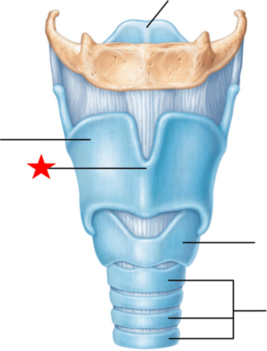 <p>Name the structure of the Larynx</p>