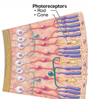 <p>Rods, cones</p>