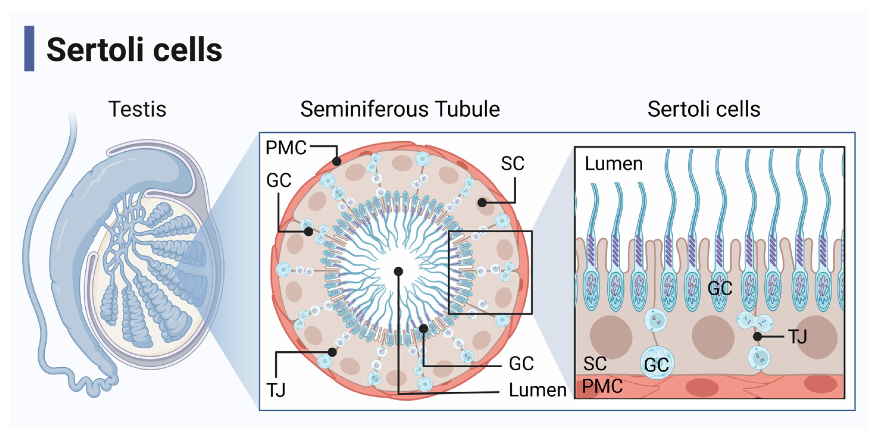 <p>What are <strong>Sertoli </strong>(sustentacular) cells?</p>