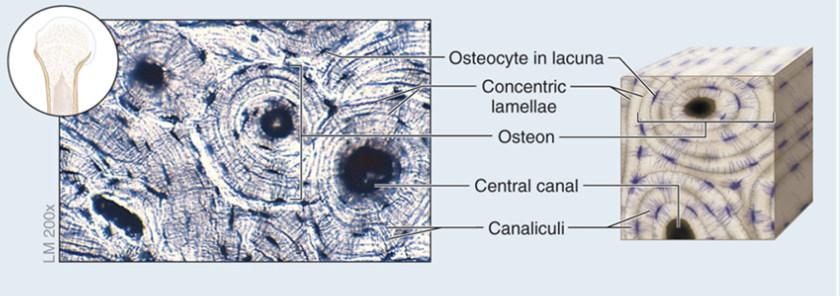<p><strong>structure</strong>: calcified extracellular matrix containing osteocytes trapped in lacunae</p><ul><li><p><strong><u>compact bone</u>:</strong> arranged in osteons (concentric lamellae arranged around a central canal)</p></li><li><p><strong><u>spongy bone</u></strong>: a meshwork that has a different organization from compact bone</p></li></ul><p><strong>function</strong>: provides levers for body movement, supports soft structures, protects organs, stores calcium + phosphorus</p><ul><li><p><strong><u>spongy bone</u></strong><u>:</u> contains hemopoietic tissue &amp; is the site for hemopoietic</p></li></ul><p><strong>location</strong>: bones of the body</p>