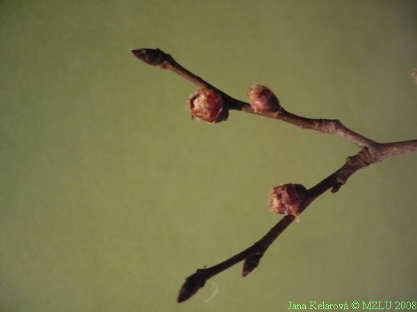<p><strong><em>Ulmus sp.</em></strong></p><p><strong>slabší větvička (cik – cak) a krátce špičaté nebo kuželovité pupeny šikmo nad listovou jizvou, dvouřadě střídavé </strong></p>