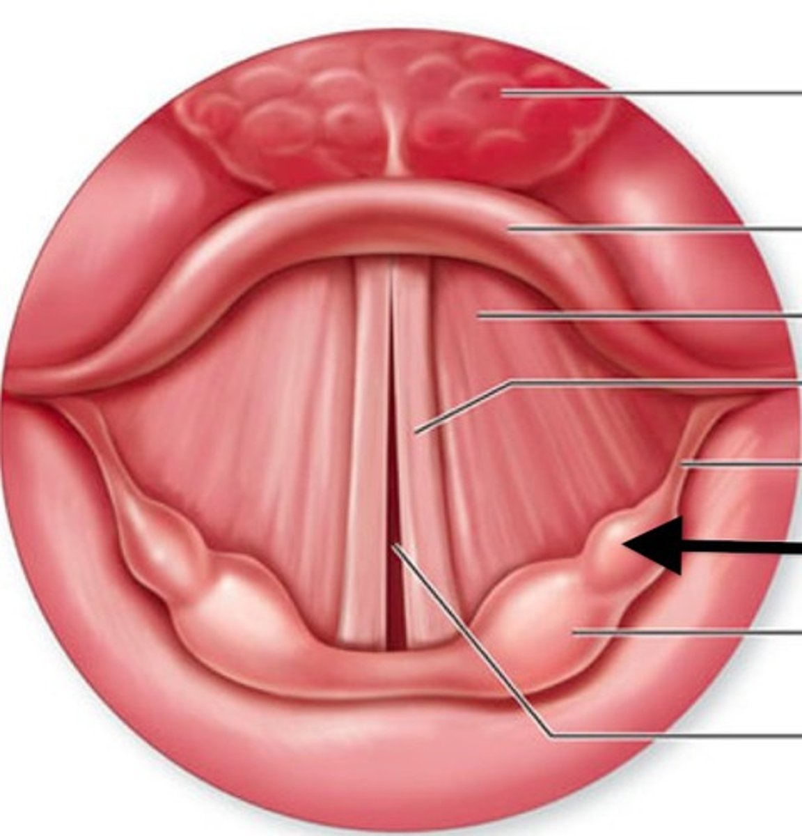 <p>small rod shaped cartilage that supports the aryepiglottic fold <br> *doesn't articulate w/ any other cartilage</p>