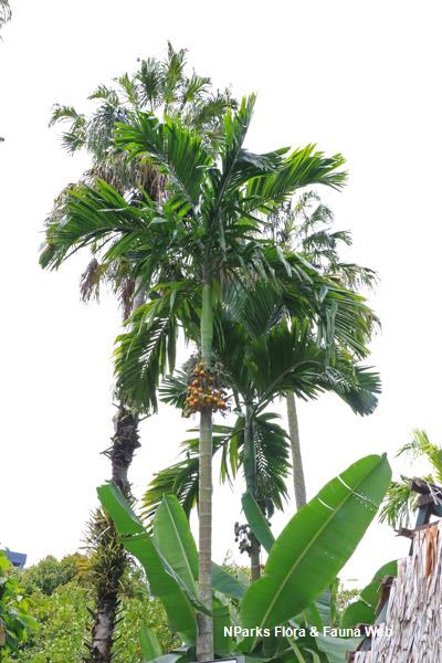 <p>Biological Origin: <strong><em>Areca catechu</em> L. <em>(Arecaceae)</em></strong></p><p>Common Name: <strong>Areca palm, <u>Bunga</u></strong></p><p><strong>Bunga is a (<u>Monocot)</u></strong></p><p>Part used: <strong>Seed</strong></p><p>Medicinal use:</p><p>Seed</p><ul><li><p><strong><u>Antihypertensive</u></strong></p></li><li><p><strong><u>Antitapework infestation</u></strong></p></li><li><p><strong>Antiparasitic</strong></p></li></ul><p>Secondary metabolites:</p><ul><li><p><strong>Alkaloids (<u>Arecoline)</u></strong></p><p>&nbsp;</p></li></ul>