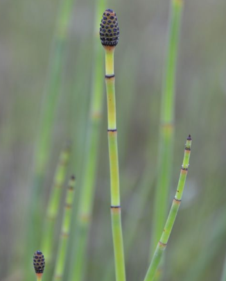 <p>Smooth horsetail</p>