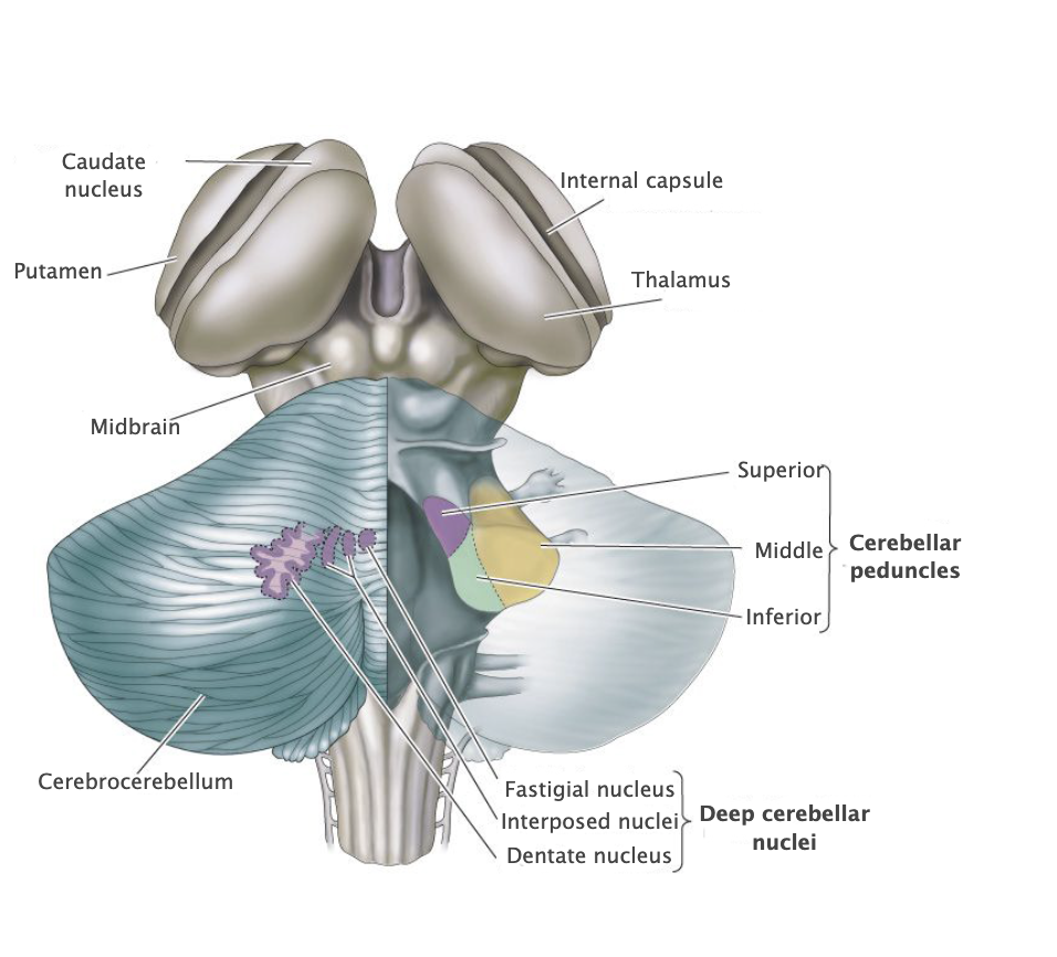 <p>Prominent convoluted hindbrain structure (Latin for "little brain") consisting of a three-layered cortex, subcortical white matter, deep nuclei, and three peduncles that connect the cerebellum and brainstem. The cerebellum is concerned with the coordination of ongoing movement, motor planning, and motor learning; it also plays a role in coordinating and sequencing cognitive processing.</p>