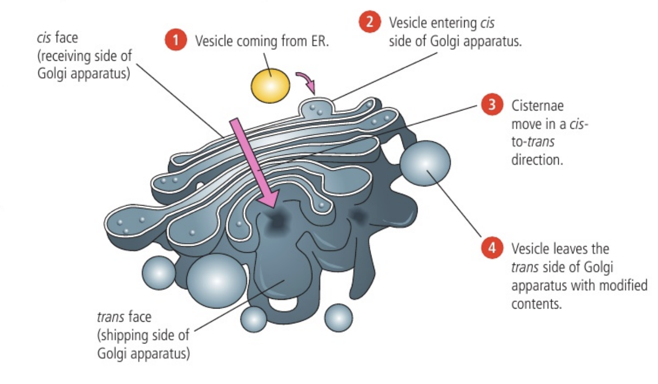 <p>the reverse of endocytosis. an example is proteins in the cytoplasm that eventually are excreted. </p><ol><li><p>protein produced by the ribosomes of rough ER enters the inner part of the ER and packed into a vesicle</p></li><li><p>the vesicle carries the protein with the cis (receiving) side of the golgi apparatus</p></li><li><p>it exists on the trans (shipping) face inside another vesicle</p></li><li><p>the vesicle with the protein moves to and fuses with the membrane, secreting the protein from the cell. the vesicle membrane becomes part of the plasma membrane.</p></li></ol><p></p>