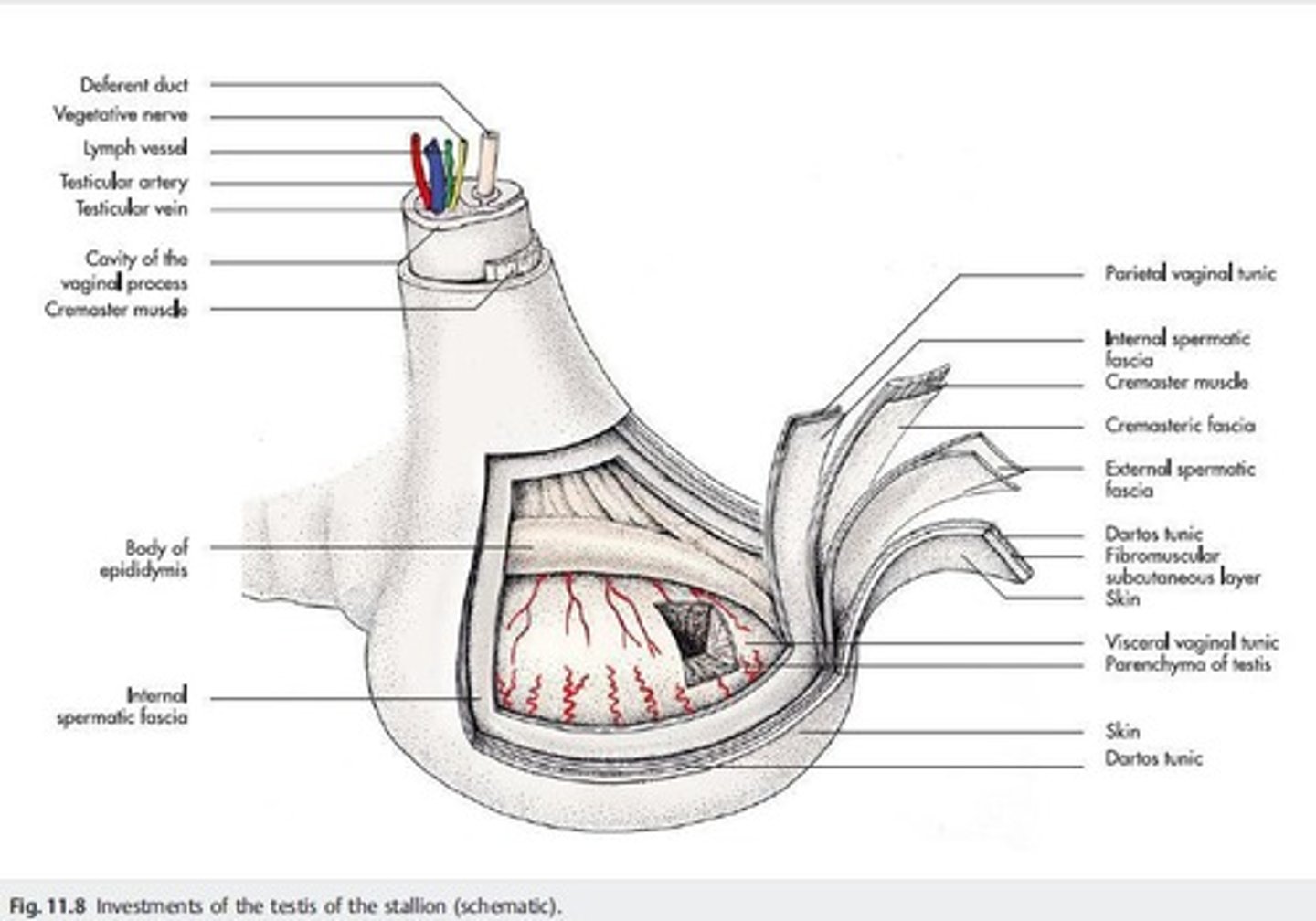 <p>The primary male reproductive organ because it produces spermatozoa and the male reproductive hormone testosterone.</p>