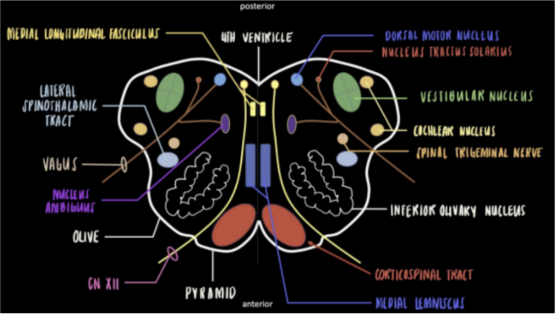 <p>Nucleus Tractus Solitarius</p>