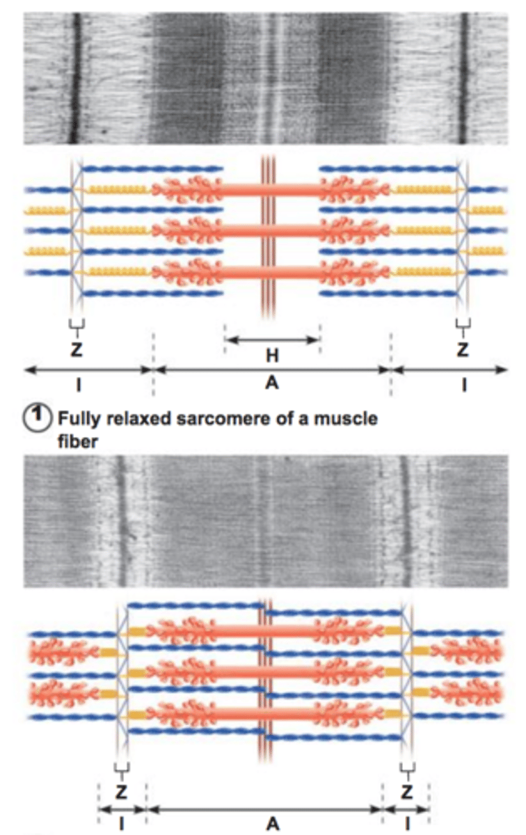 <p>A widely accepted theory that states that the cytoplasm of skeletal muscles have thousands of myofibrils that consist of thick and thin filament that slide past one when muscles contract</p>