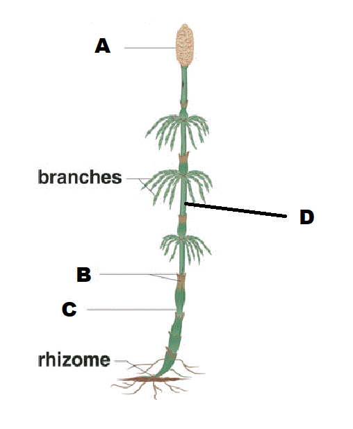<p>B</p>