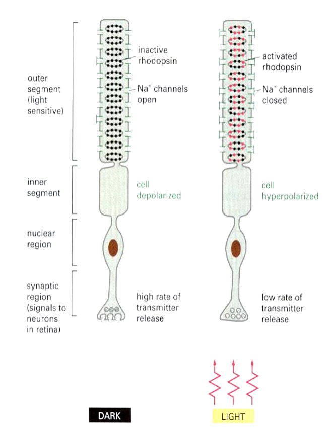 <ol><li><p>When light hits 11 chromophore, it undergoes conformational change to trans which triggers activation of rhodopsin (one rhodopsin absorbs one photon)</p></li><li><p>Activated rhodopsin activates 500 transducin (G-protein) which facilitates GDP —&gt; GTP </p></li><li><p>α-subunit (Gα) dissociates from the βγ subunits of transducin.</p></li><li><p>α-subunit (Gα) bound GTP activates 500 PDE (G-protein effector)</p></li><li><p>cGMP is hydrolyzed (2nd messenger) </p></li><li><p>250 Na+ channels close (2nd messenger effector - CNG ion channel)</p></li><li><p>10^6 Na+ ions/s are prevented from entering cell (about 1s long) </p></li><li><p>Rod cell membrane is hyperpolarized by 1mV</p><p></p></li></ol><p></p>
