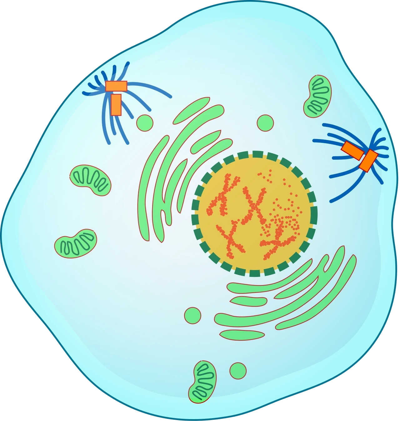 Was ist die Prophase?