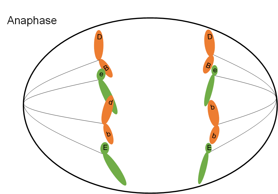 <ul><li><p>spindle fibbers shorten and contract pulling apart chromosomes and pulling each sister chromatid</p></li></ul>