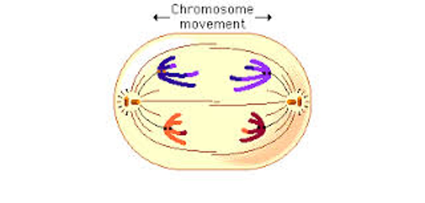 <p>stage of meiosis I where <span class="bgY">homologous chromosomes are pulled to opposite ends of the cell.</span> Note that chromatids do not separate - each duplicated chromosome still has two chromatids.</p>