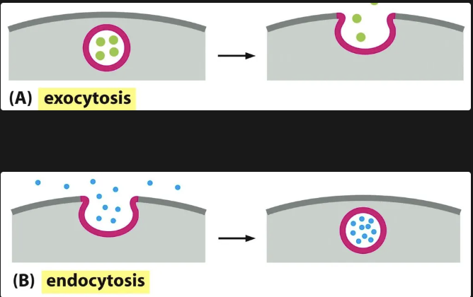 <ul><li><p>When we speak of the secretory pathways we need to understand the movement through <strong><em>endocytosis and exocytosis</em></strong>. Vesicular transport allows materials to exit or enter the cell.</p><ul><li><p>During <strong><em>exocytosis</em></strong>, a vesicle fuses with the plasma membrane, releasing its content to the cell’s surroundings</p></li><li><p>During <strong><em>endocytosis</em></strong>, extracellular materials are captured by vesicles that bud inward from the plasma membrane and are carried into the cell.</p></li></ul></li></ul><p></p>