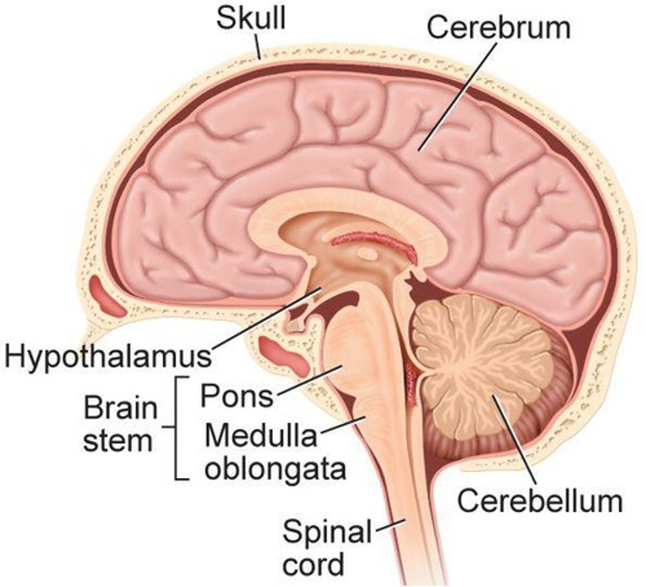 <p>Largest brain part; responsible for thought and sensory perception.</p>