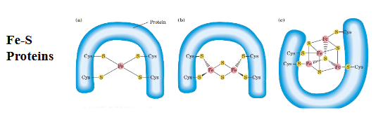 <ul><li><p><strong>Function</strong>: They <strong>accept and donate electrons</strong> by cycling between reduced and oxidized states of iron (Fe²⁺ <span data-name="left_right_arrow" data-type="emoji">↔</span> Fe³⁺).</p></li><li><p>Their <strong>electronic structure</strong> and arrangement define how effectively they can transfer electrons down the ETC.</p></li></ul><p></p>