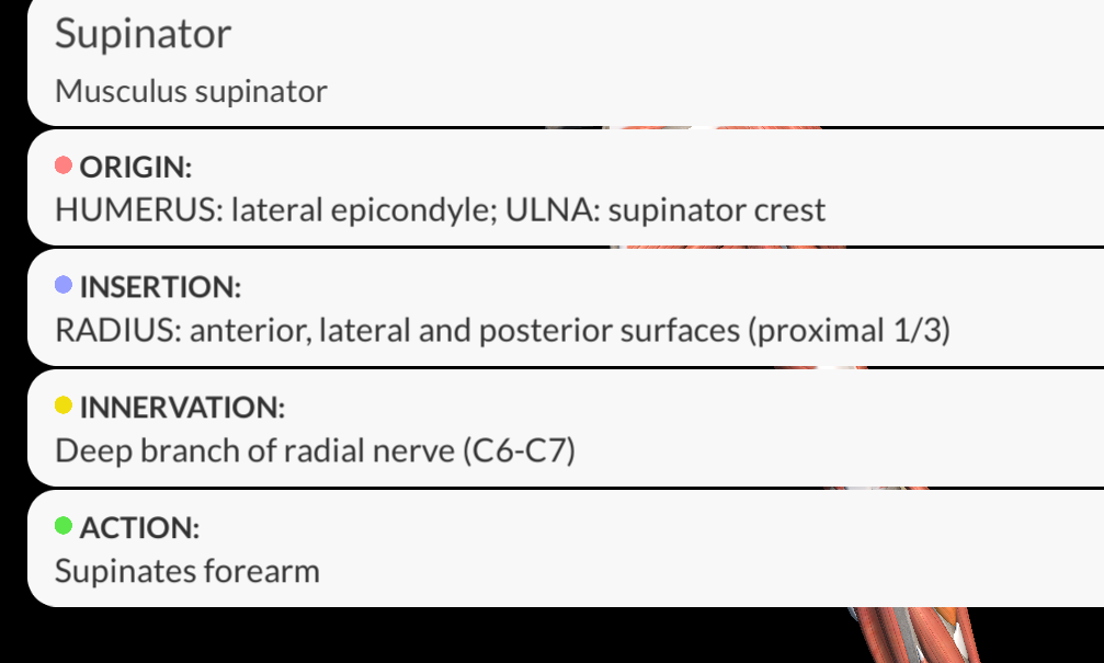 <p><strong><u>Origin</u></strong>: <span style="color: purple"><strong>Lateral epicondyle of the humerus</strong>,</span> <span style="color: blue"><strong>supinator crest</strong> <strong>of the ulna</strong>,</span><strong> </strong><span style="color: green"><strong>radial collateral</strong></span> and<span style="color: blue"> <strong>anular ligaments of the radius</strong></span>.</p><p><strong><u>Insertion</u></strong>: <span style="color: red"><strong>anterior surface of the radius (proximal third)</strong></span></p><p><strong><u>Innervation</u></strong>:<span style="color: purple"> <strong>Posterior Interosseous nerve</strong></span></p><p><strong><u>Function</u></strong>:<span style="color: purple"> <strong>Aids in supination of the forearm</strong></span></p>