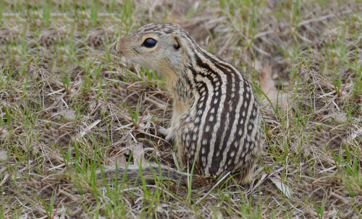 <p>Thirteen-lined ground squirrel</p>