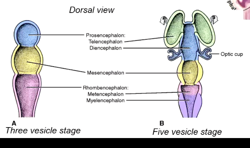 <p>5 vesicles total, becoming:</p><ul><li><p>Prosencephalon → <strong>Telencephalon</strong> (2 hemispheres), <strong>Diencephalon</strong> (optic nerves, eyes form around?</p><ul><li><p>2 lateral enlargements growing laterally overlying by skin</p><p>ectoderm = optic vesicles</p></li></ul></li><li><p>Mesencephalon → remains <strong>mesencephalon</strong></p></li><li><p>Rhombencephalon → <strong>metencephalon, myelencephalon</strong></p></li></ul><p></p>