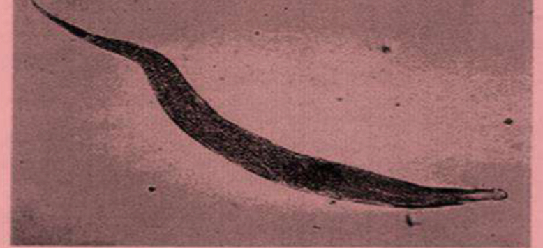 <p>Parasite?</p>