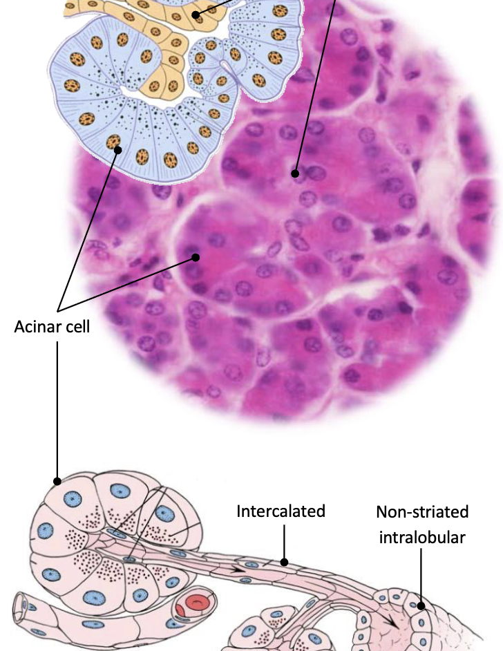 <p>What is the role of these cells?</p>