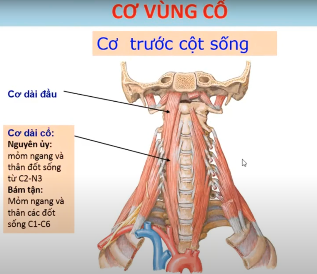<p>TRÁM MỞ KHÍ QUẢN được tạo bởi 2 cơ nào ?</p>